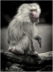 affe-alter-pavian-2_dsc4361sw