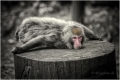 affe-berberaffe-liegend-entspannt-2_dsc1847sw