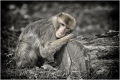 affe-berberaffe-muede-ruhend-2_dsc3146sw