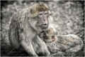 affe-berberaffenmutter-drohend-drohgebaerde-2_dsc3114sw