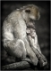affe-berberaffenmutter-mit-baby-2_dsc3140sw