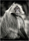 affe-gelada-blutbrustpavian-2_dsc3187sw