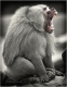 affe-pavian-gaehnend-2_dsc4636sw