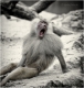 affe-pavian-schreiend-2_dsc4377sw