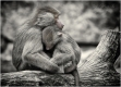 affen-affe-paviane-umarmung-2_dsc4388sw