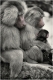 affen-affe-pavianeltern-paviane-mit-baby-2_dsc4395