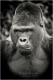 primaten-menschenaffen-affe-gorilla-muerrisch-missmutig-silberruecken-2_dsc4413-sw