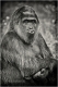 primaten-menschenaffen-affe-gorilla-schmollmund-2_dsc4564sw