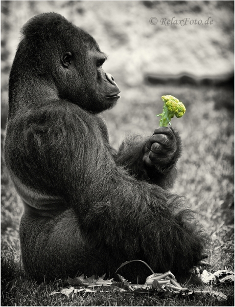 primaten-menschenaffen-affe-gorilla-mahlzeit-fuetterung-2_dsc4442