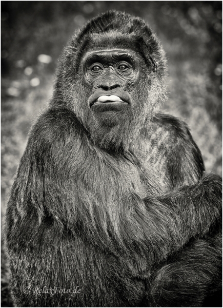 primaten-menschenaffen-affe-gorilla-streckt-zunge-heraus-2_dsc4600sw