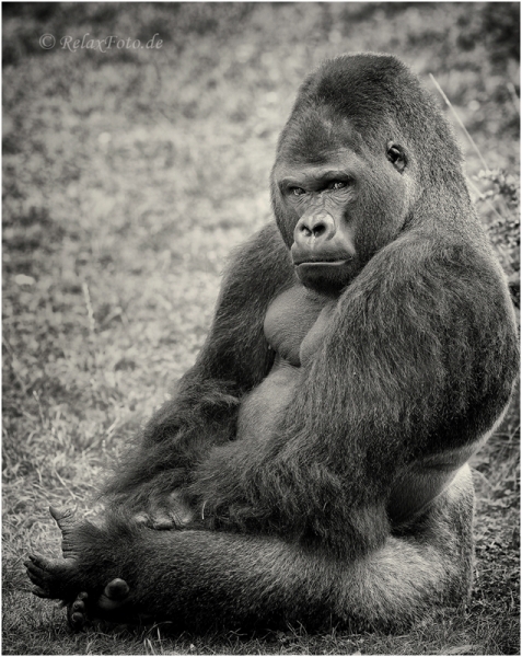 primaten-menschenaffen-affe-silberruecken-gorilla-2_dsc4401sw